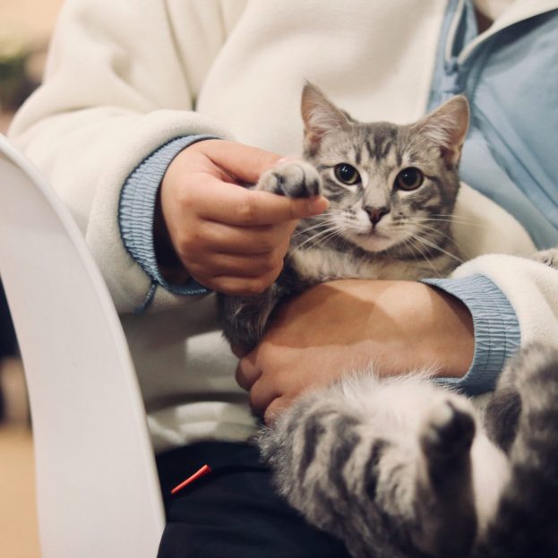 photo of a cat being held by a vet