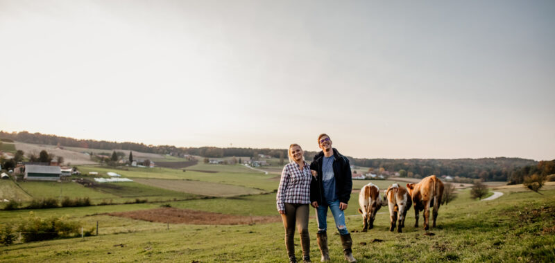 Two people on an open field surrounded by cows